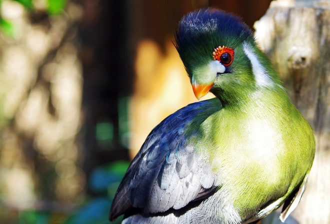  , , , , turaco