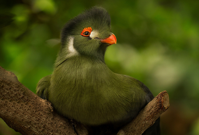  , , , , turaco, 