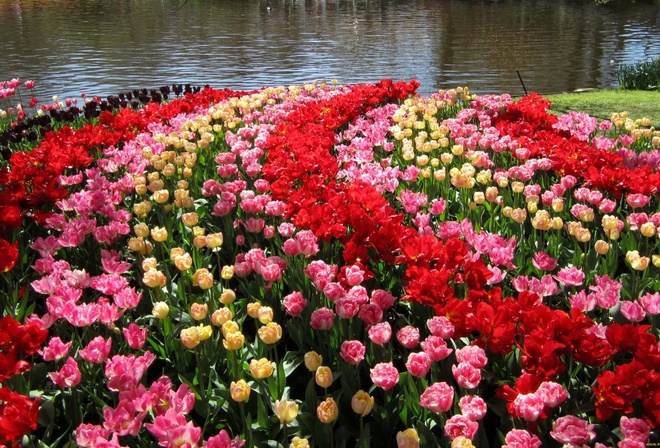 , , , , keukenhof, gardens, , 