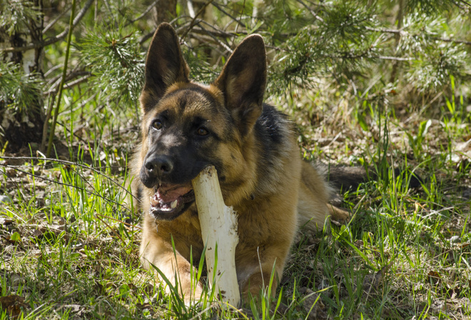 AristovArt, , landscape, nature, dog, , 