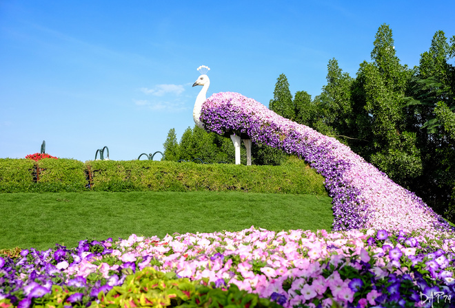 , , , , , , , , Miracle Garden, , , 