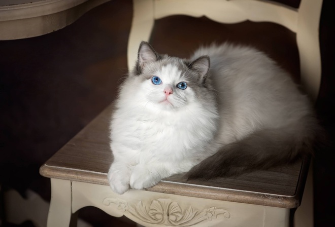 , , , , ragdoll, 