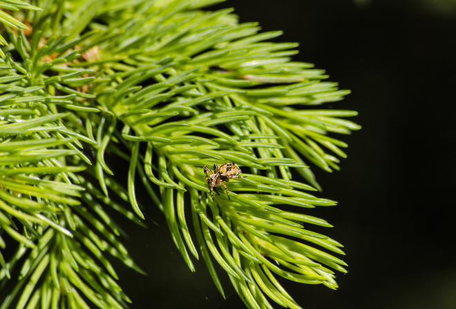 AristovArt, , landscape, nature, , spider, inscects