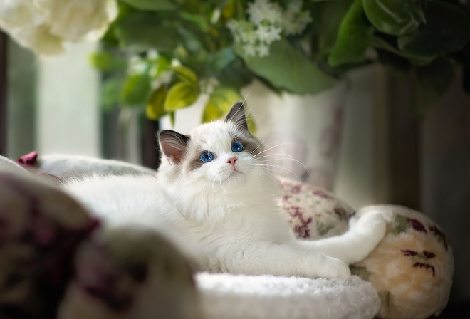 , , , , ragdoll, 