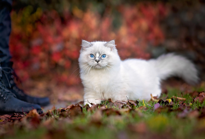 , , , Ragdoll, , 