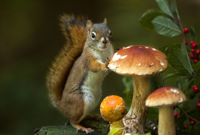 Andre Villeneuve, , , , , , 