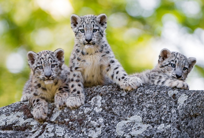  , , , snow leopard, irbis, cubs