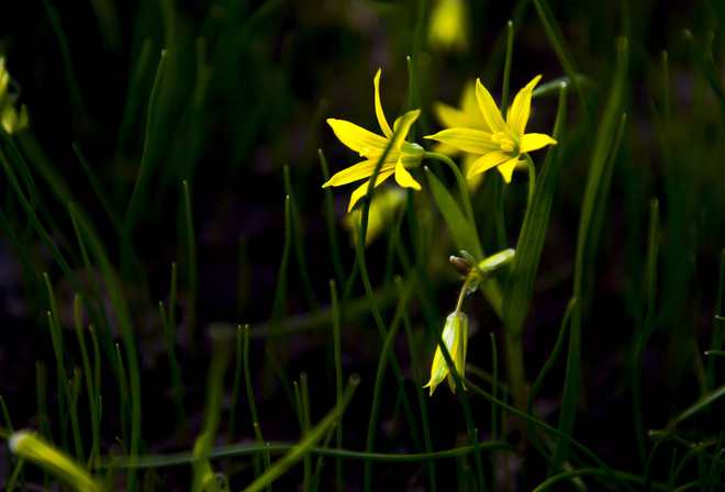 , , , flowers