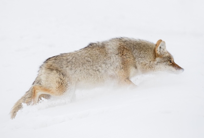 ,   , , Coyote, Yellowstone National Park