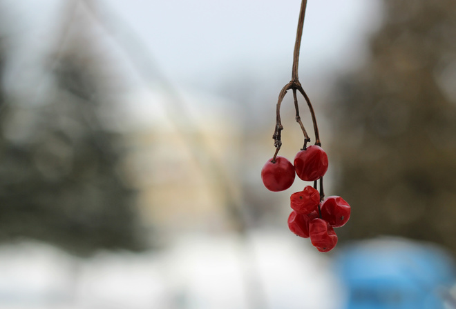 Bart, , , , , , , winter, snow, nature, , , , Guelder rose, Macro, Background