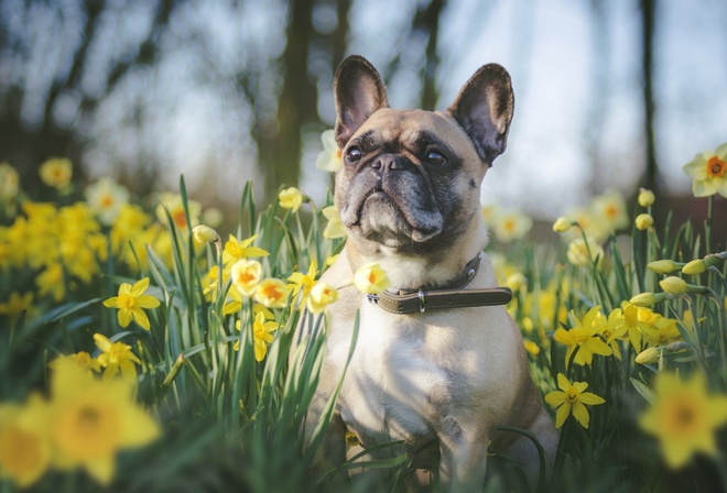 Bulldog, small, dog