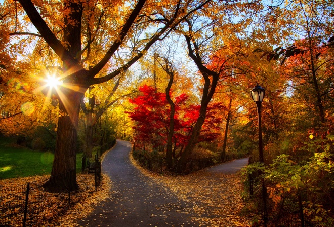 Park, road, leaves, fall, leaves, path, sunset, colors, trees, walk, autumn, forest, park, forest, nature, trees, autumn, colorful, road, nature, sunset