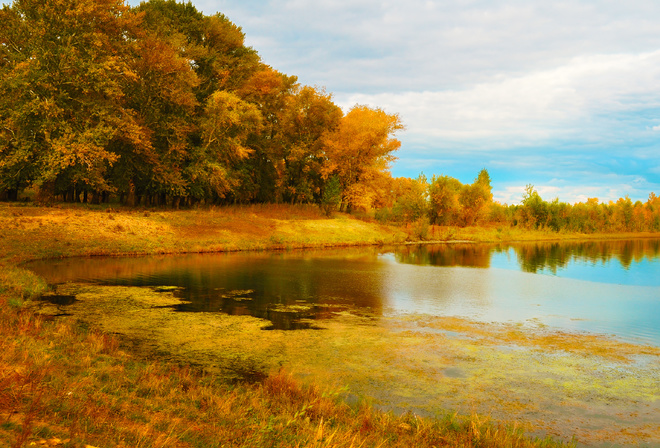 trees, lake, autumn, gold