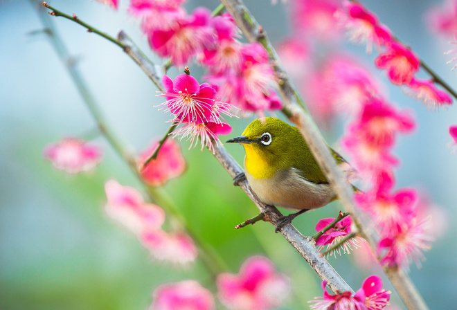 , , , , ,  , ,  , white-eye, 