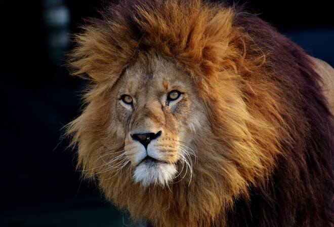 , Lion