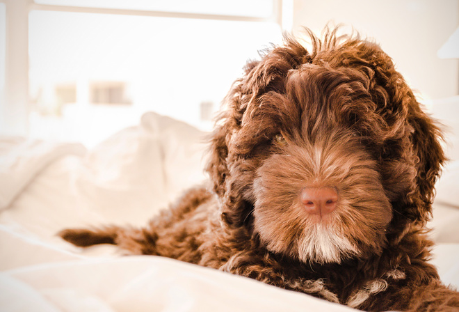 Labradoodle, Dog, , , 