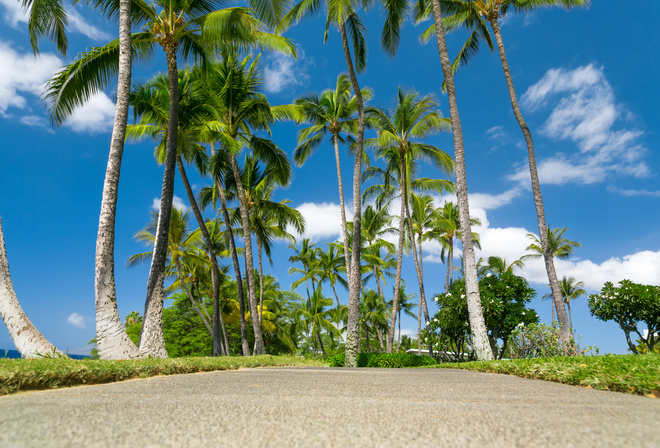 Sunny, palm trees, sea, the sky, tropics, clouds, Hawaii