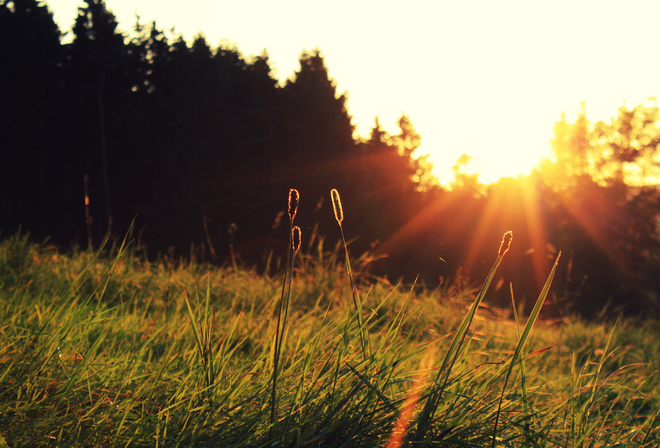 the sun, grass, sunset