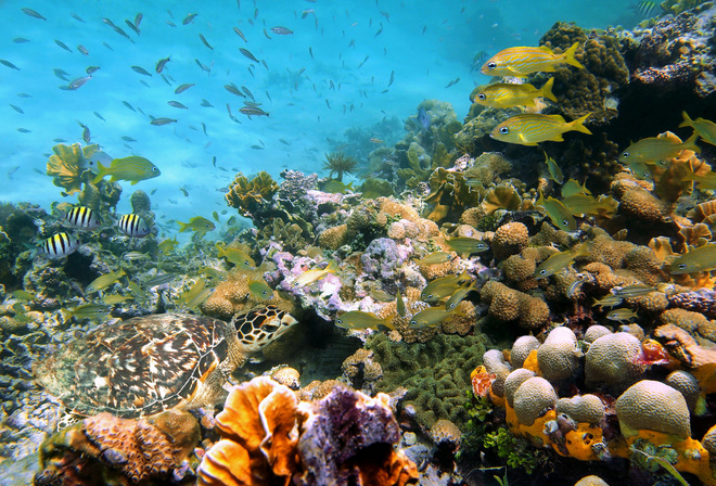 Underwater world, Shell, Stones, Nature, Corals, Fish, photo, Sea