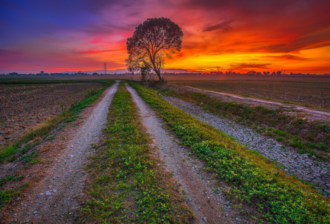 tree, field, glow, road, the sky, clouds, sunset