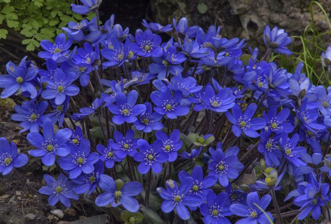  , Hepatica, , 