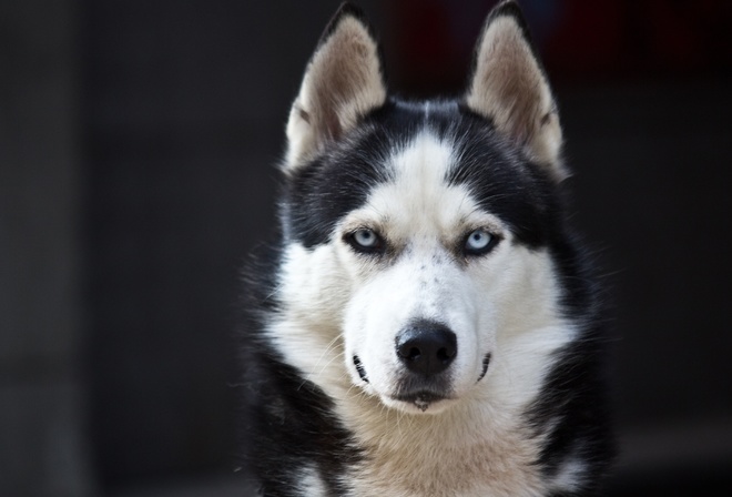 Husky, blue eyes, cute, animals, dogs