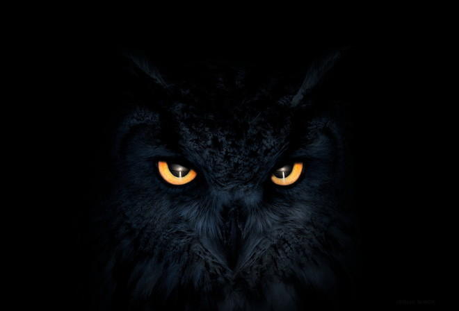 Owl, Dark