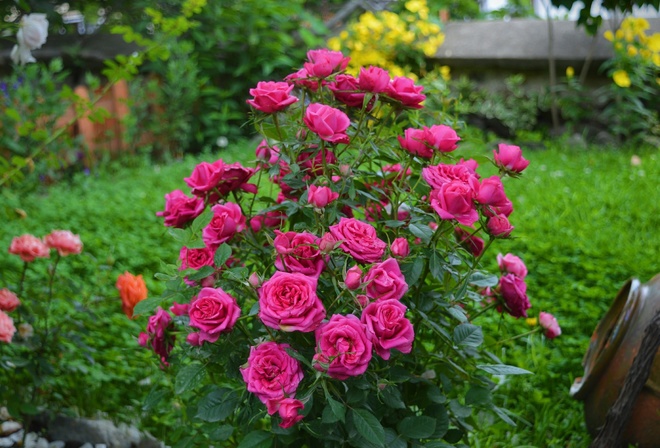 , , , Pink roses
