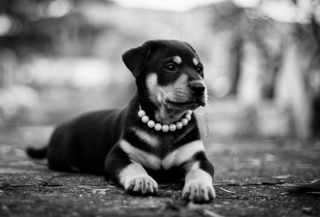 rottweiler, , , , 