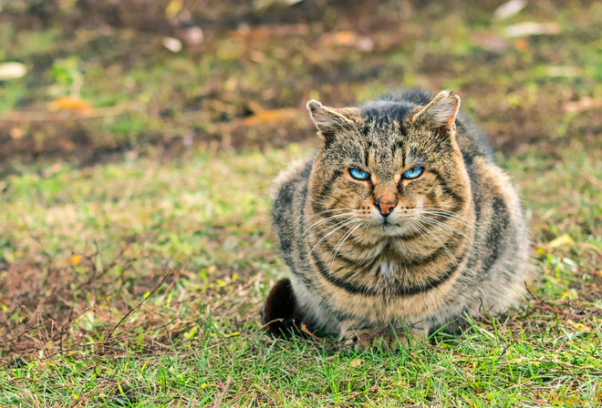 American Shorthair Cat, bokeh, blue eyes, domestic cats, close-up, pets, cats, cute cat, American Shorthair, HDR