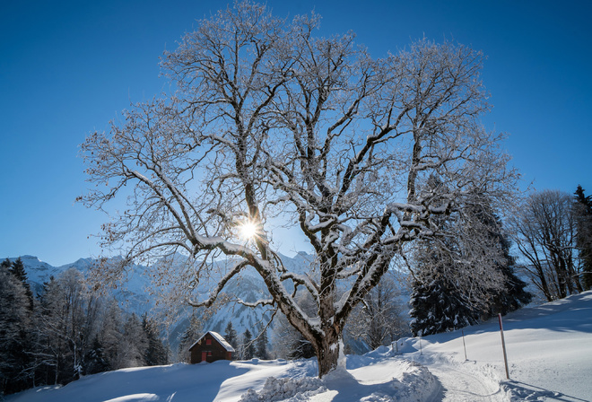 , , Braunwald, , ,  , 