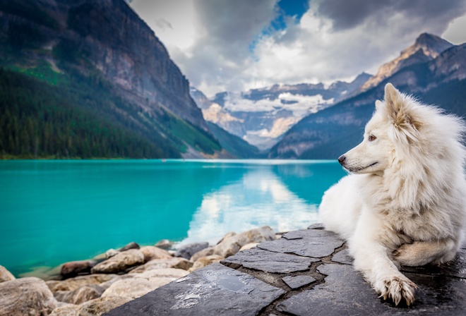 Dog, Lake, Louise