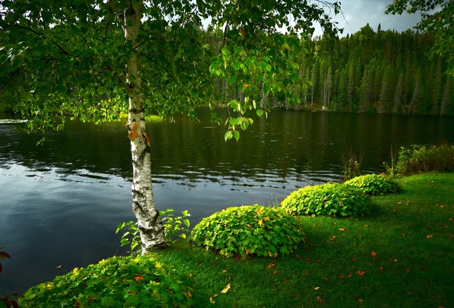 Фото природа березы река