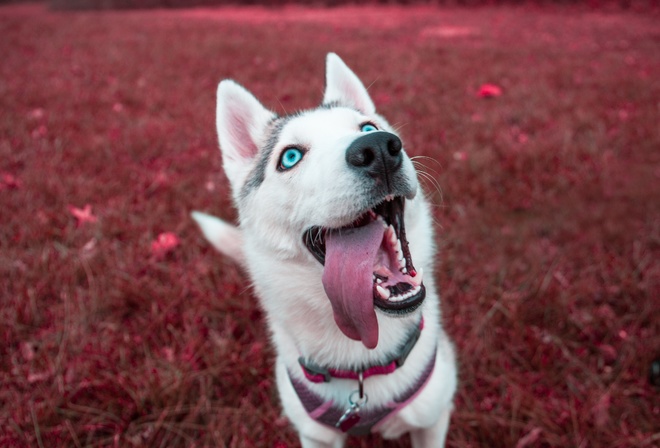 Siberian, Husky, , , 