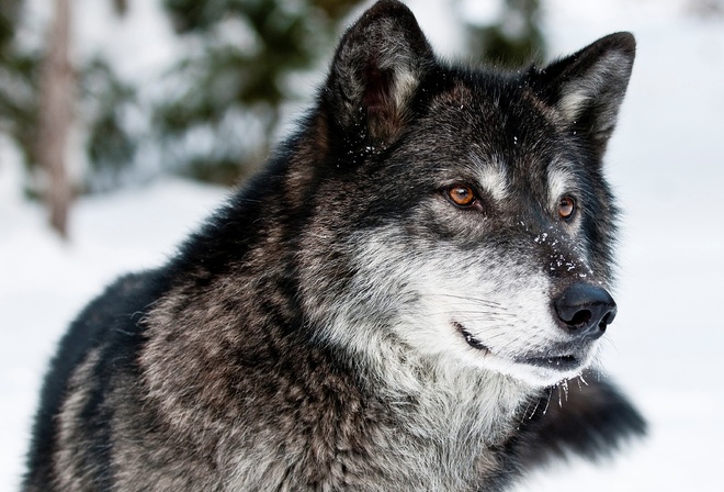 , , , , , , , face, snow, winter, look, grey, predator, wolf