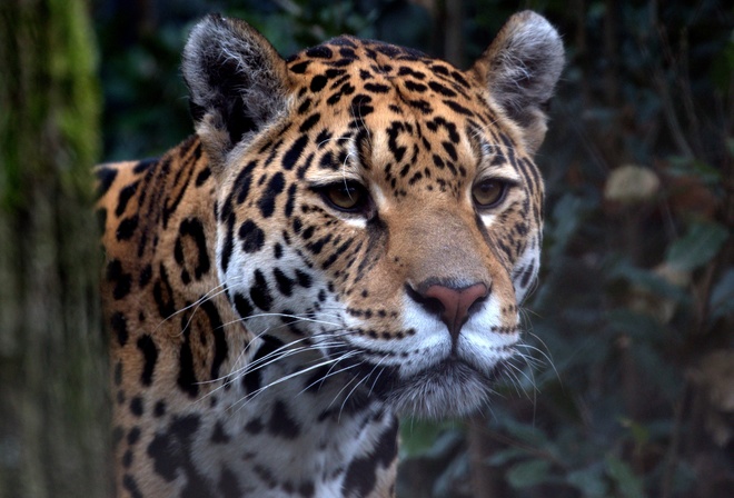 , , , ,  , look, predator, jaguar, zoo, big cat