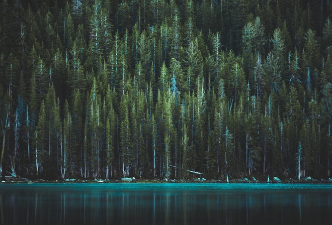 trees, lake, tenaya lake, yosemite, national park