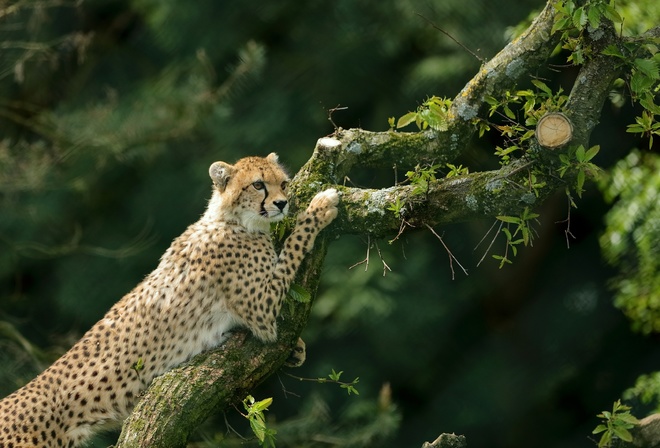 , ,  , tree, cheetah, wild cat