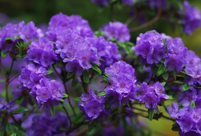 , , , , , , flowers, branches, purple, azaleas, azalea, rhododendrons