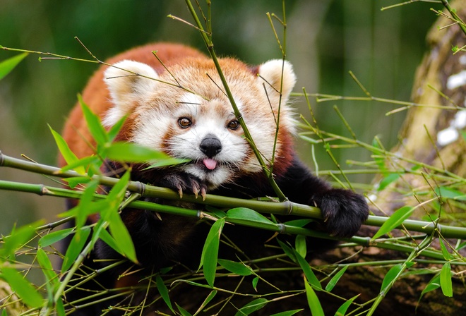 Red Panda, Cute, Bamboo, Protruding Tongue