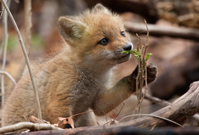 , , , , , , nature, forest, branches, fox