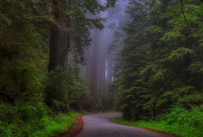 , , Redwood national Park, Sherwood Forest, , , , 