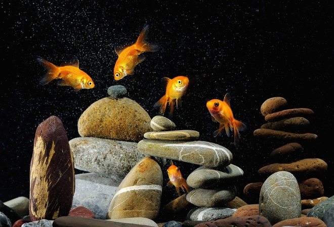 Аквариум с золотыми рыбками фото оформление