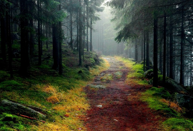 nature, Road, Trees, Forest