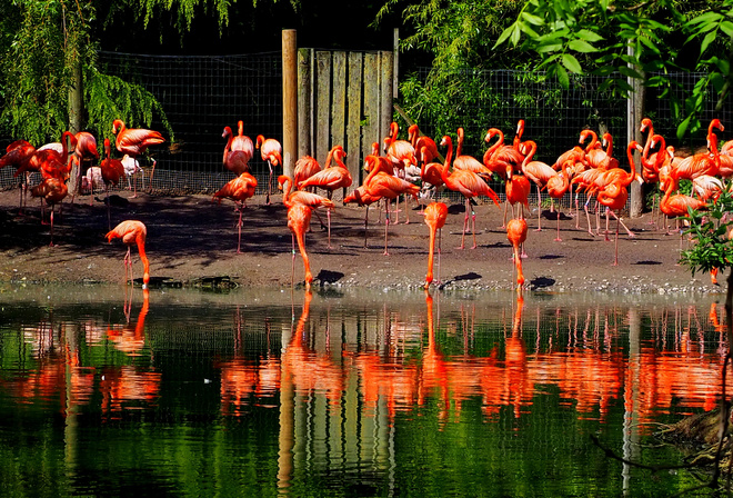 , , , , , Flamingo, Park Chester Zoo, 