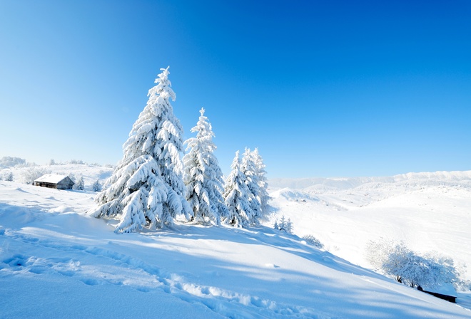 Fir, Nature, Scenery, Snow, Winter