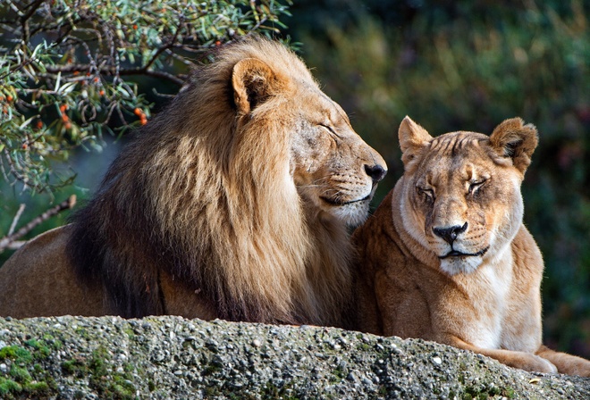Картинки лев и львица любовь