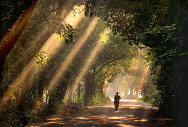 Satchari, National Park