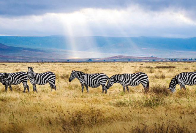 zebra, field, wildlife, sunset, Africa, wild animals