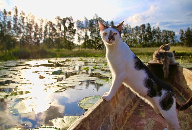 Котики на рыбалке картинки